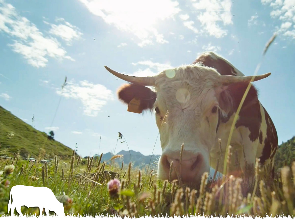 Mucca