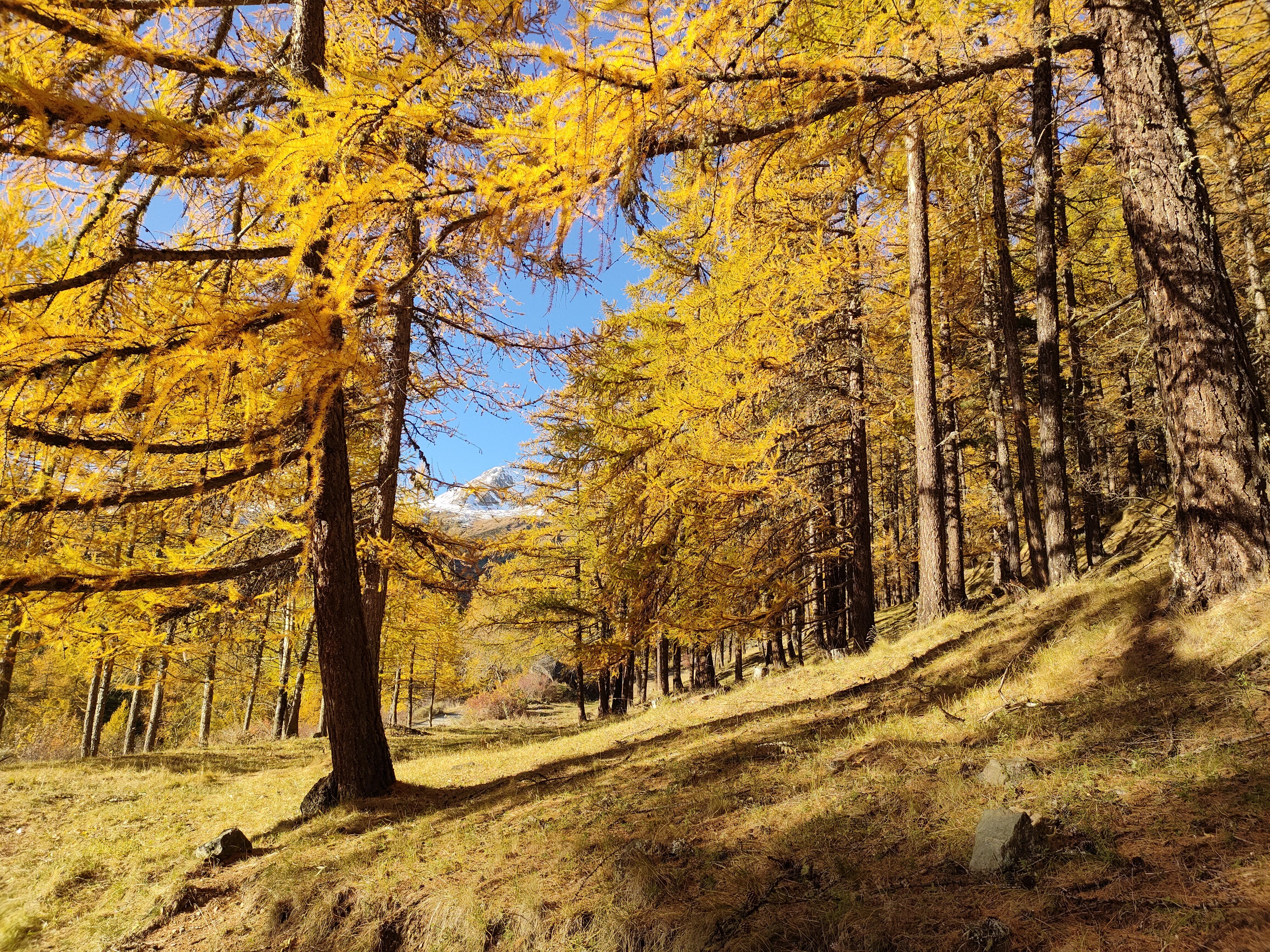 Bagni di bosco