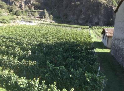 The vineyards in Arnad