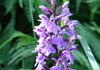 Orchidea selvatica