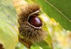 Chestnut