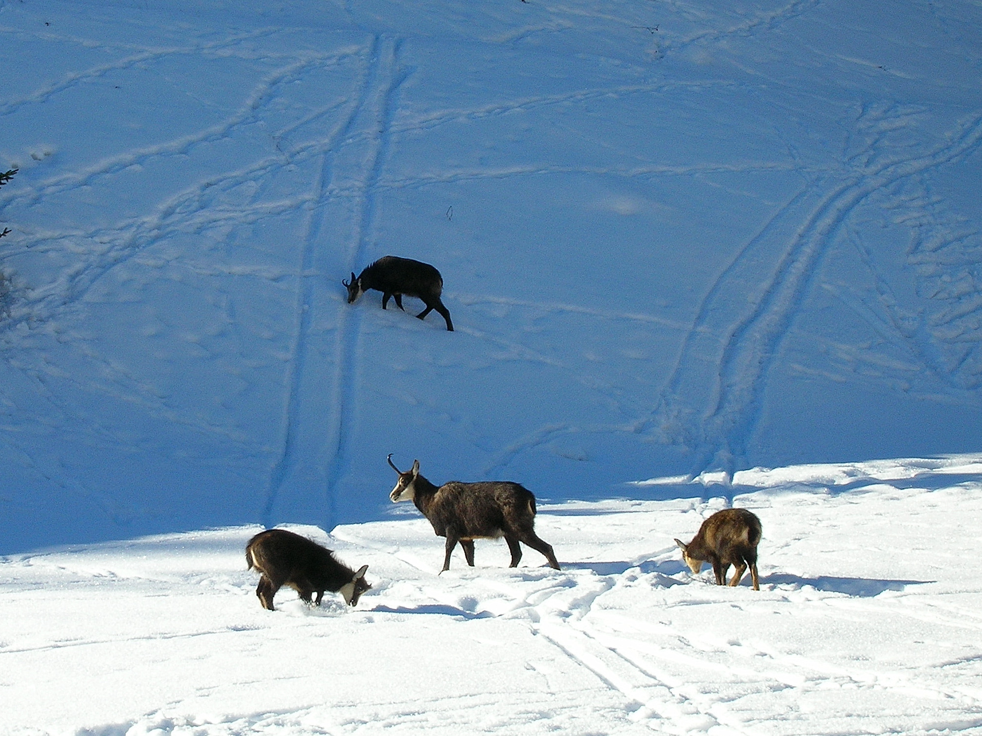 Camosci nella neve