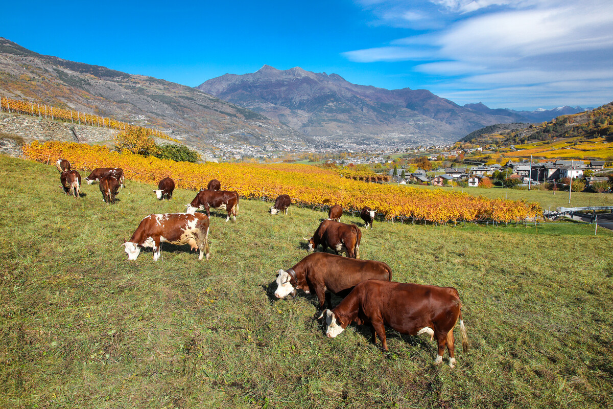 Valle de Aosta - otoño