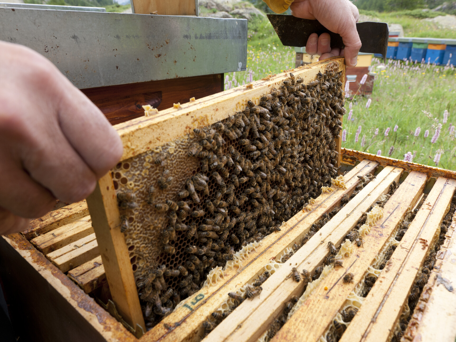 Apicoltore al lavoro - Valle d'Aosta