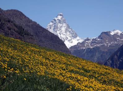 The Matterhorn and the meadows in bloom