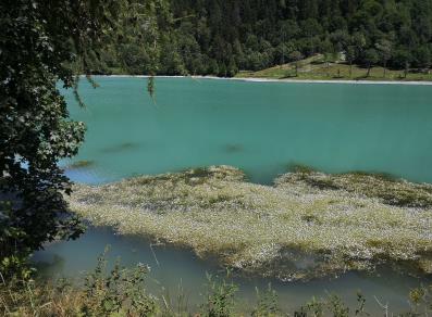 piante acquatiche -lago Maen - Valtournenche