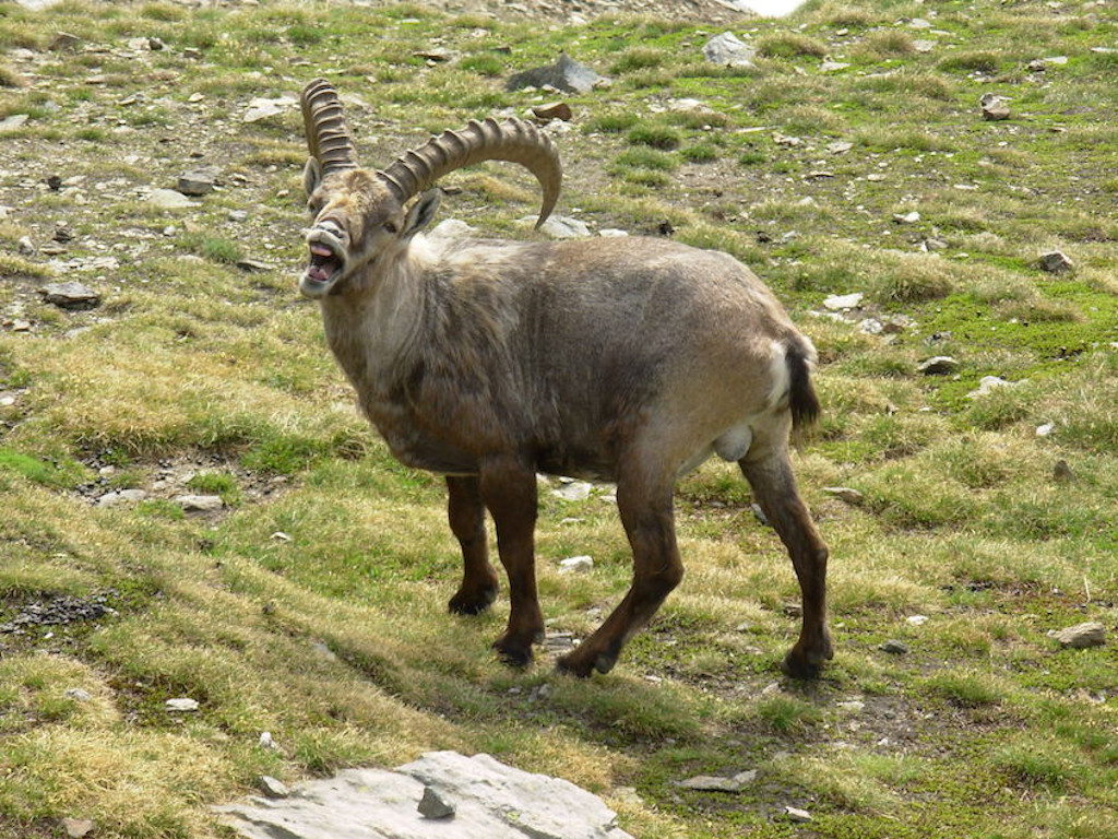 Stambecco