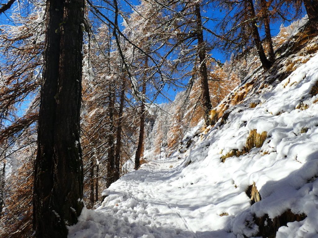Neve