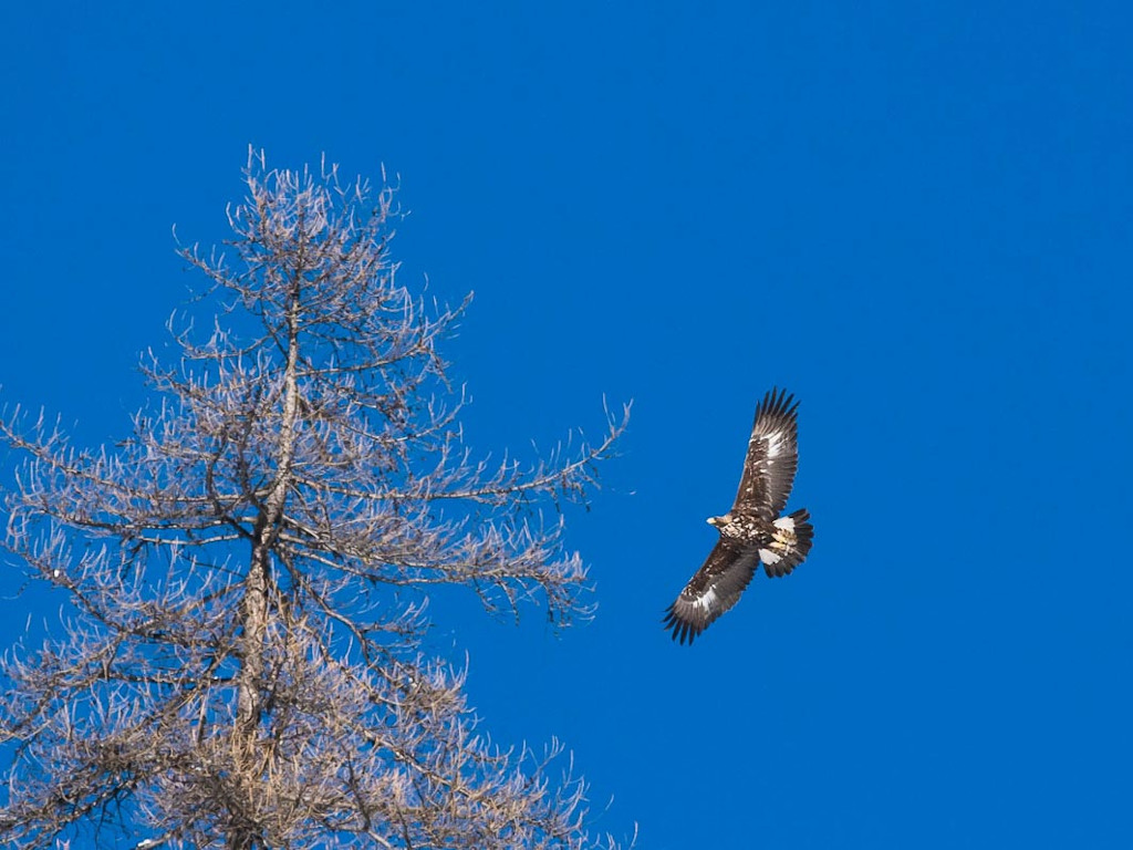 Aquila