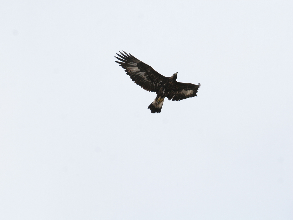 Aquila in volo