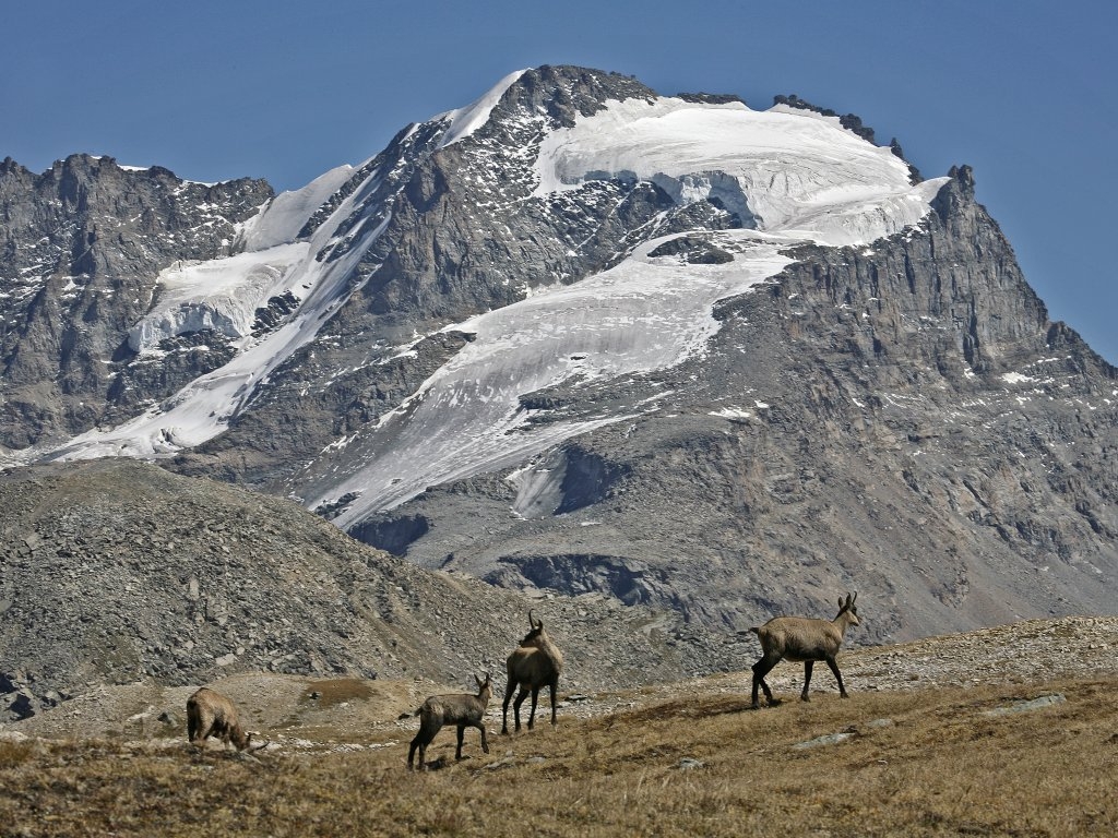 Il Gran Paradiso e i camosci