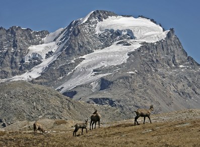 Gran Paradiso e camosci