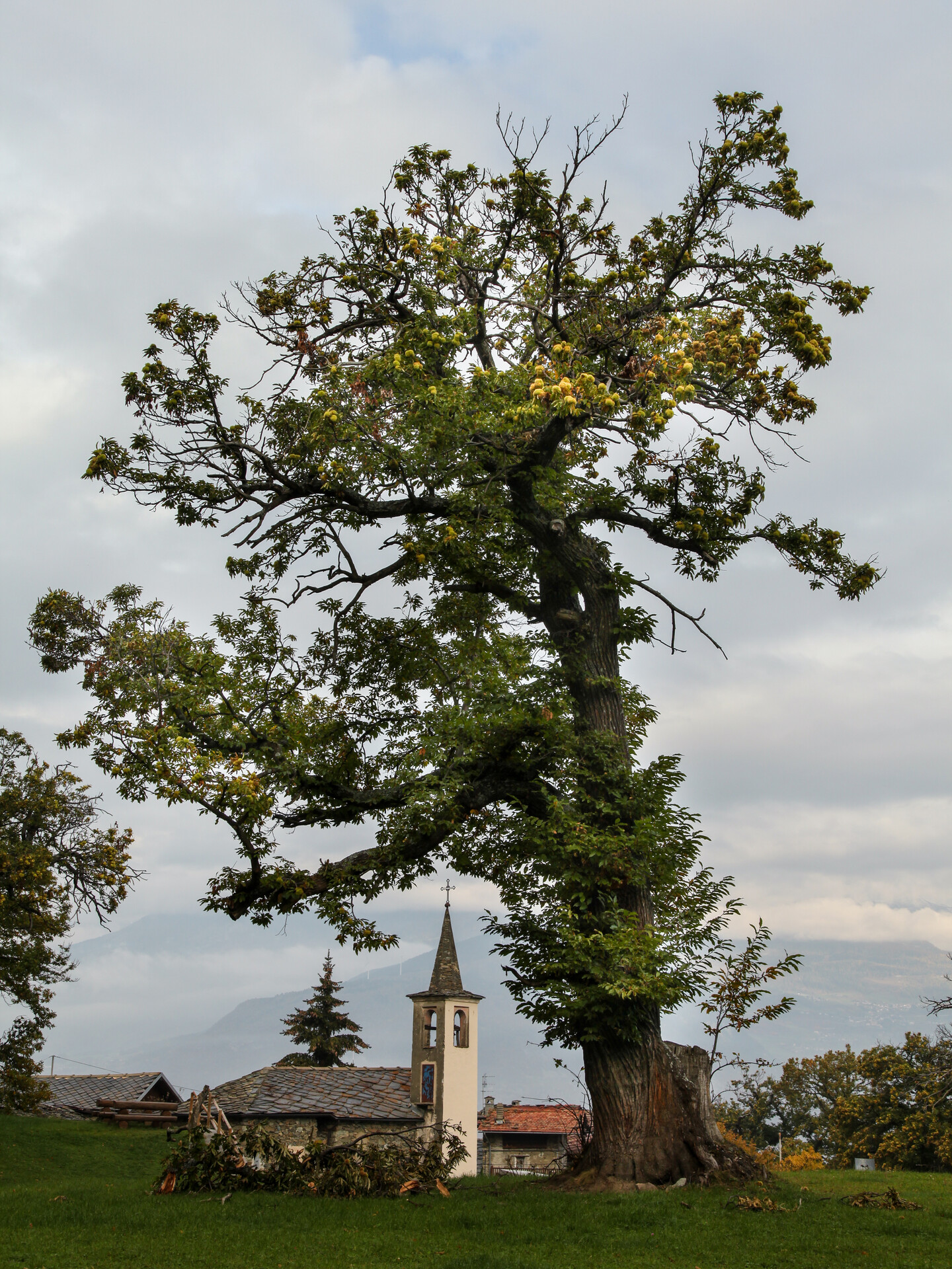 chiesa e castagno di Bellecombe