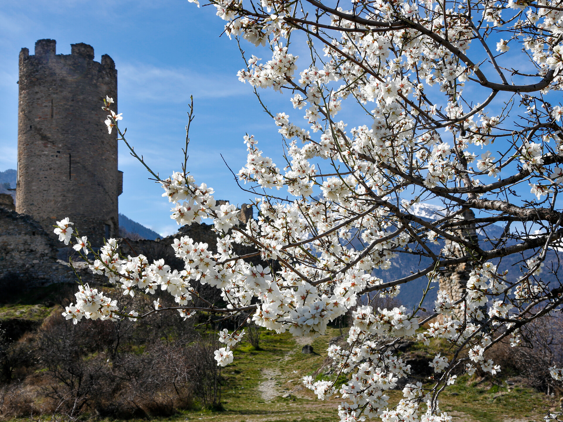 Castello di Châtel Argent e mandorlo in fiore