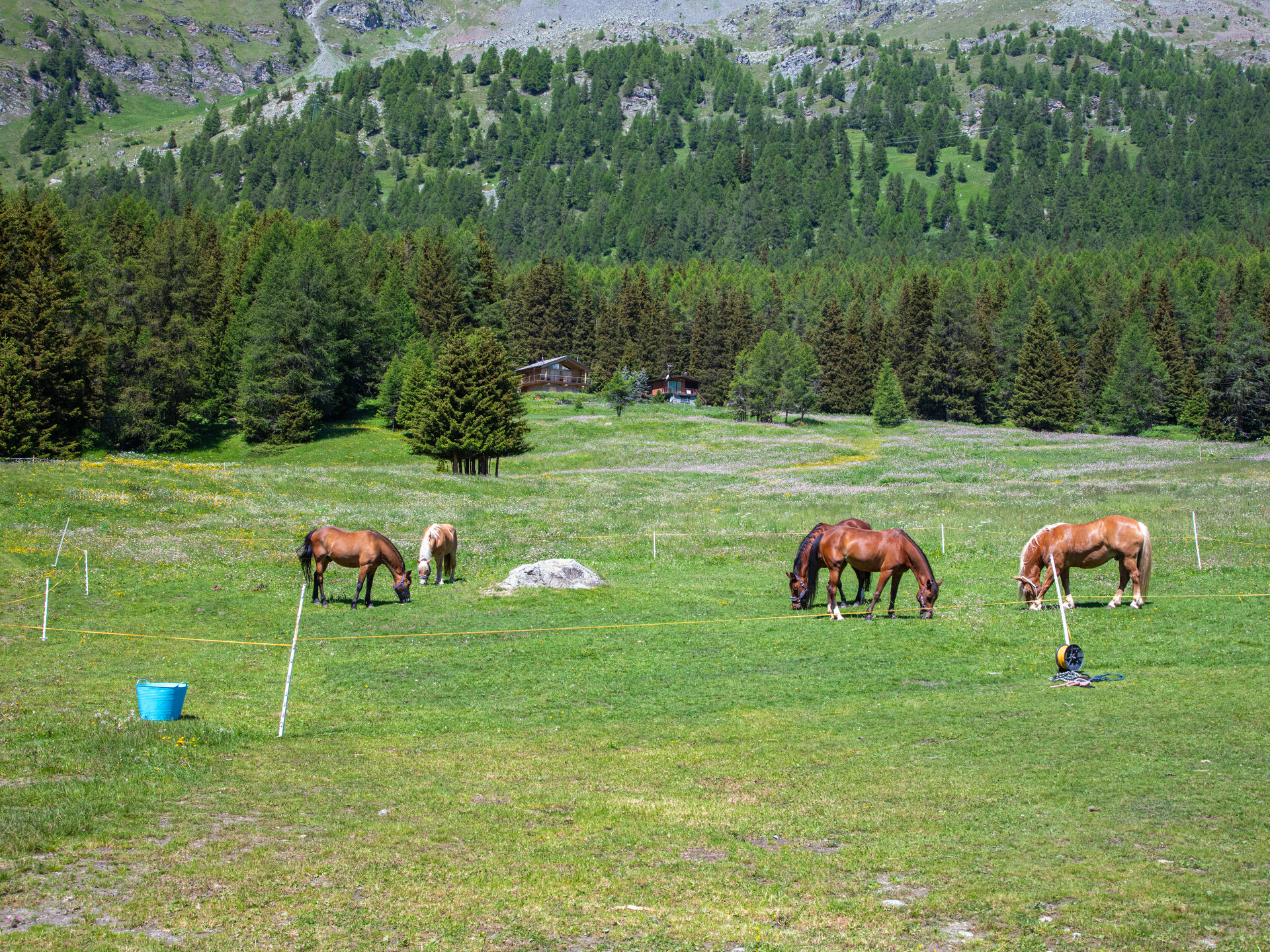 Horses at Barmasc