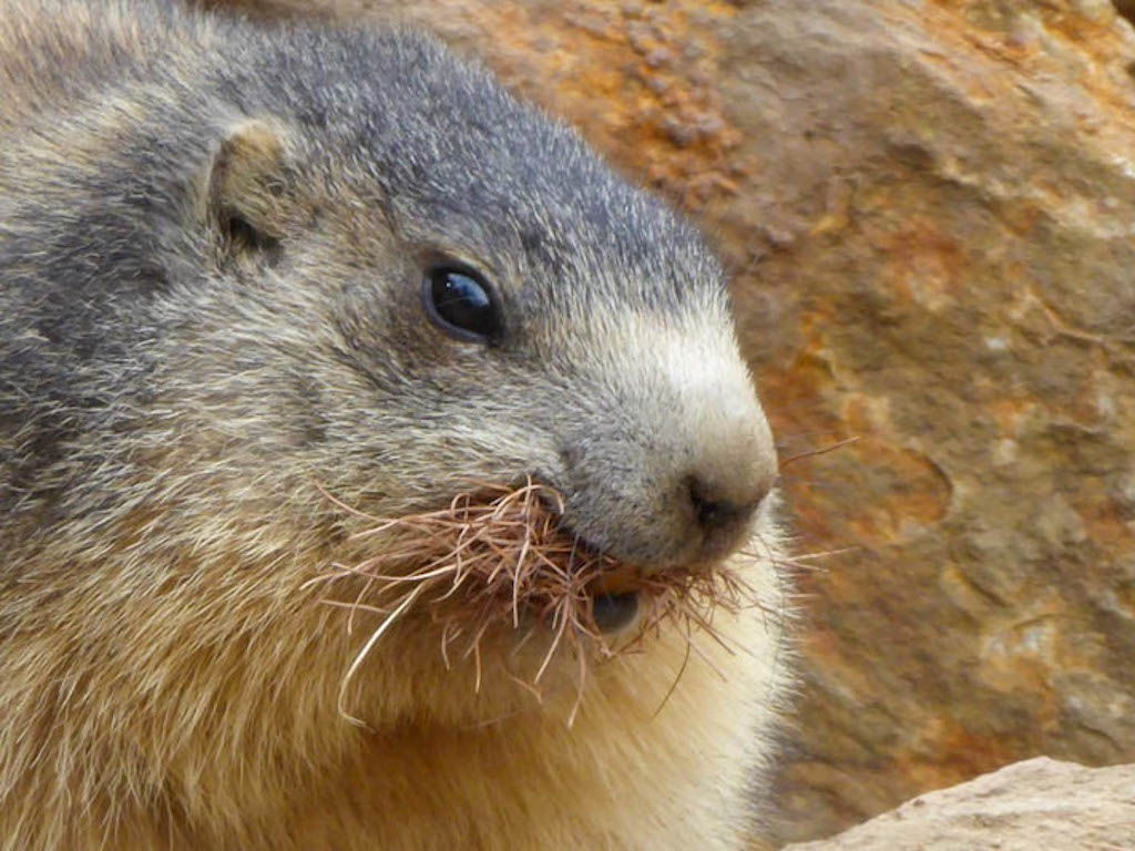 Marmotta