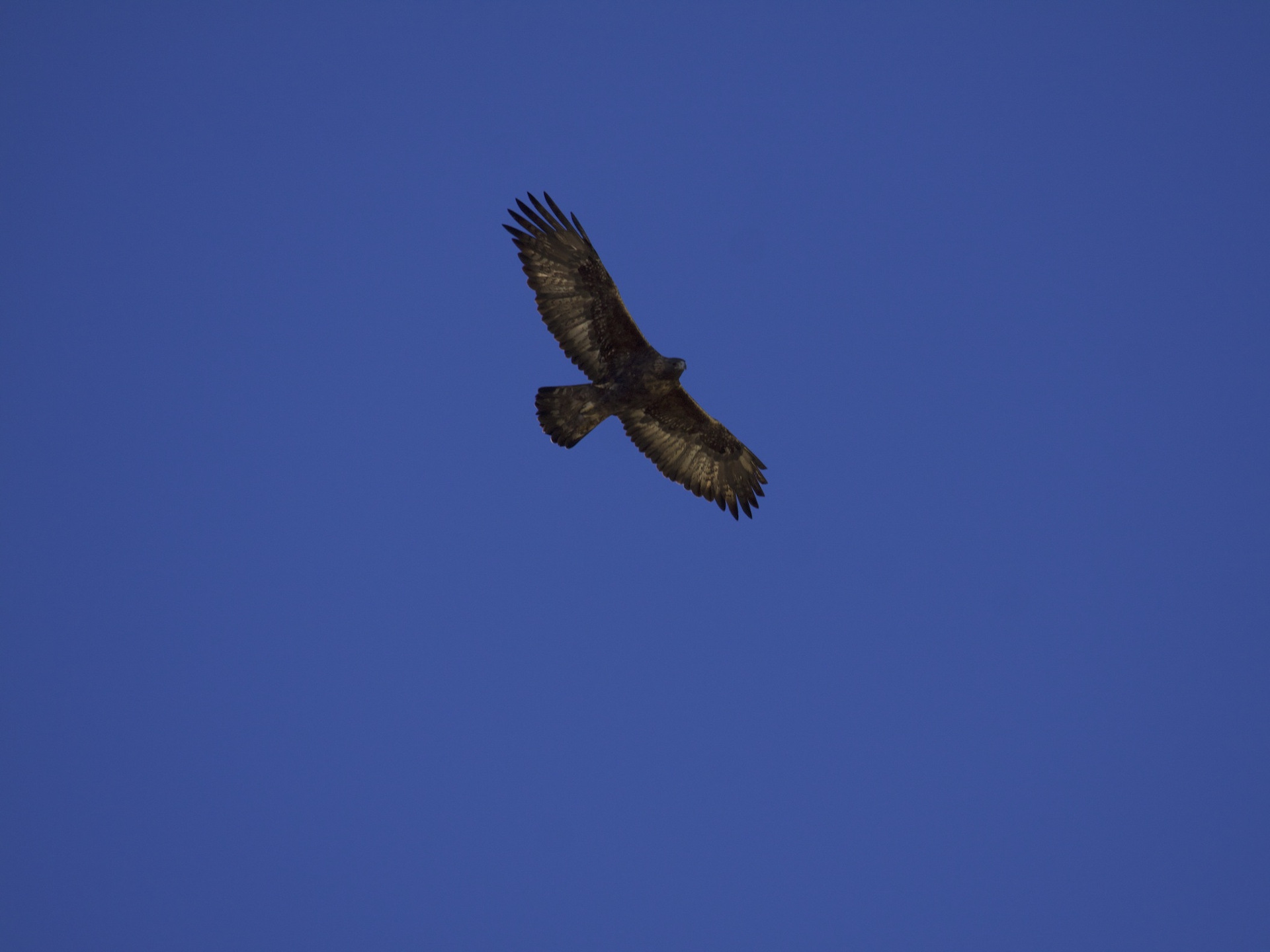 Aquila