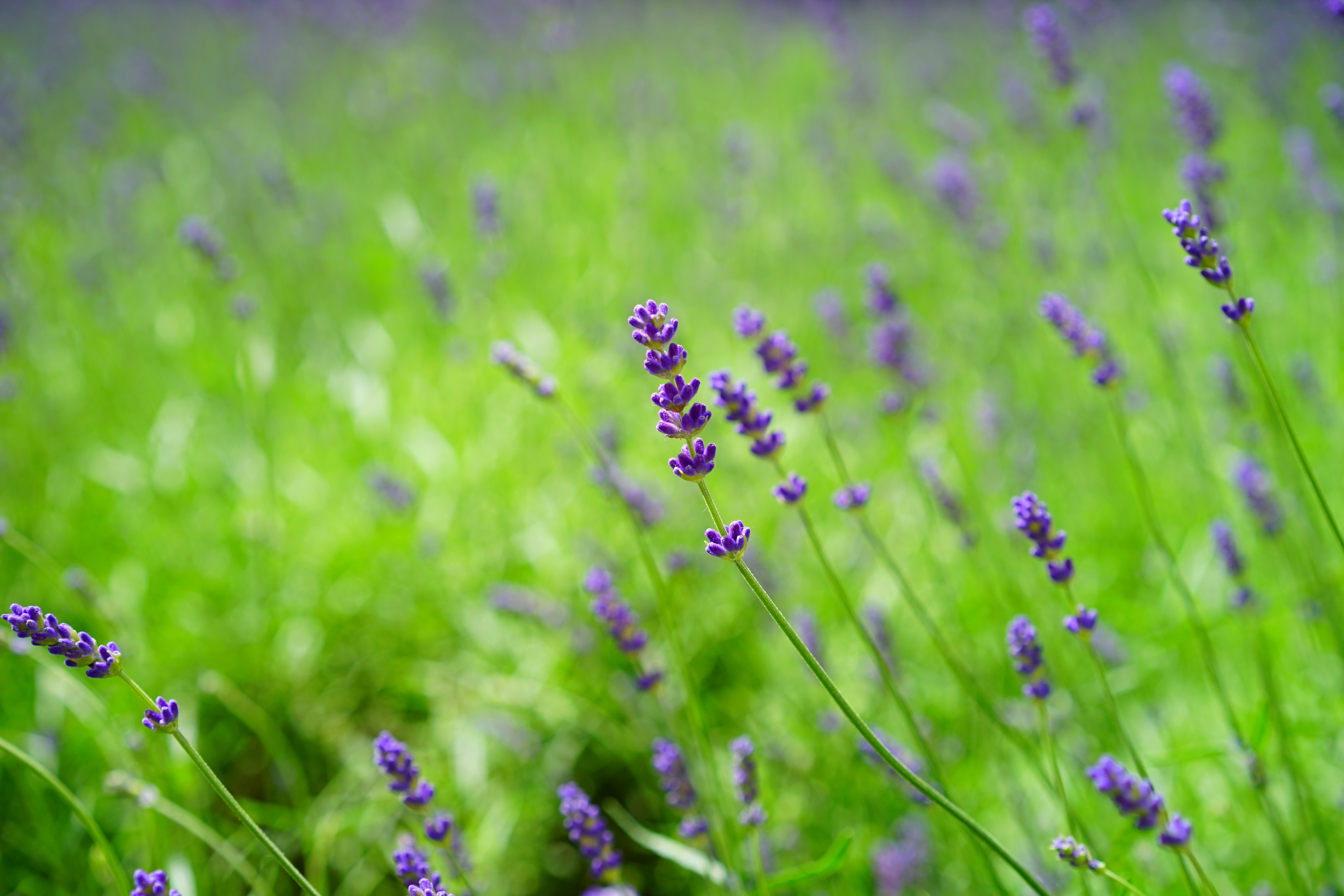 Lavanda