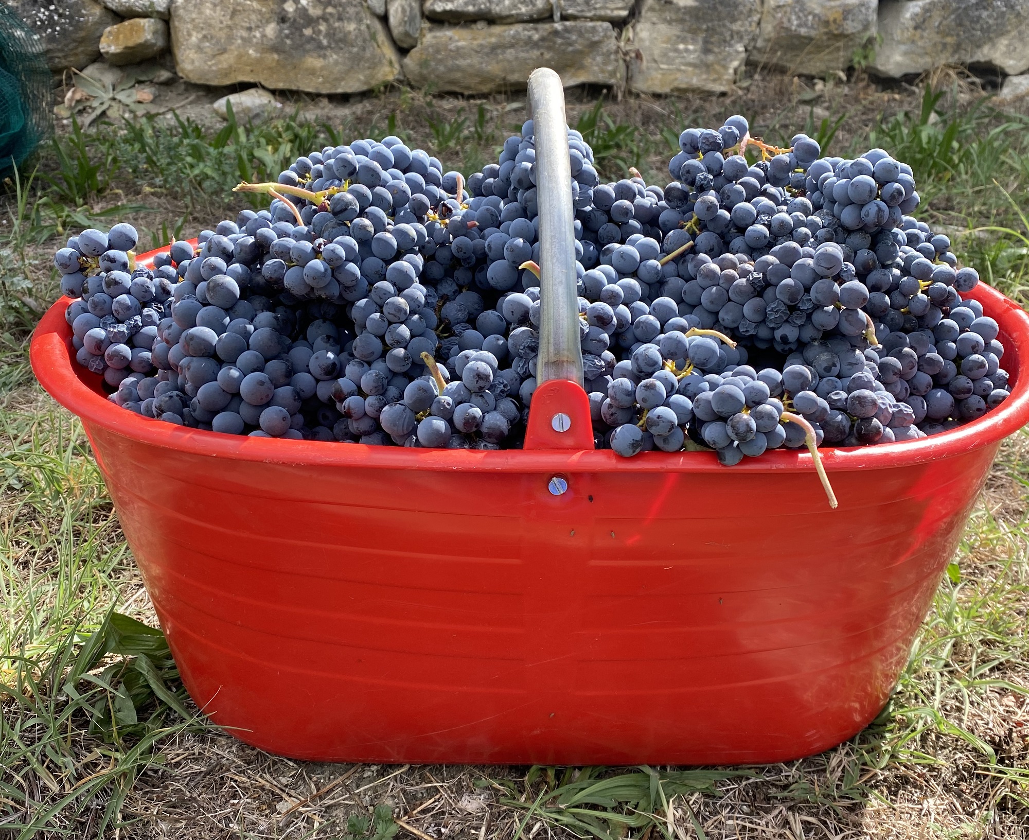Bunches of grapes