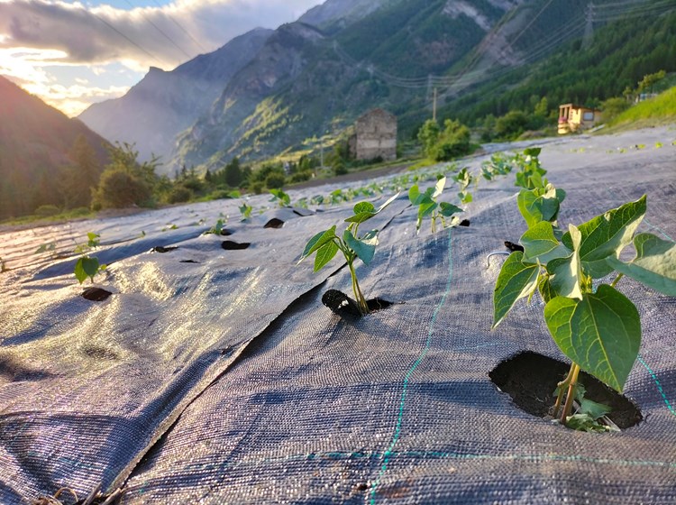 Campi coltivati al tramonto