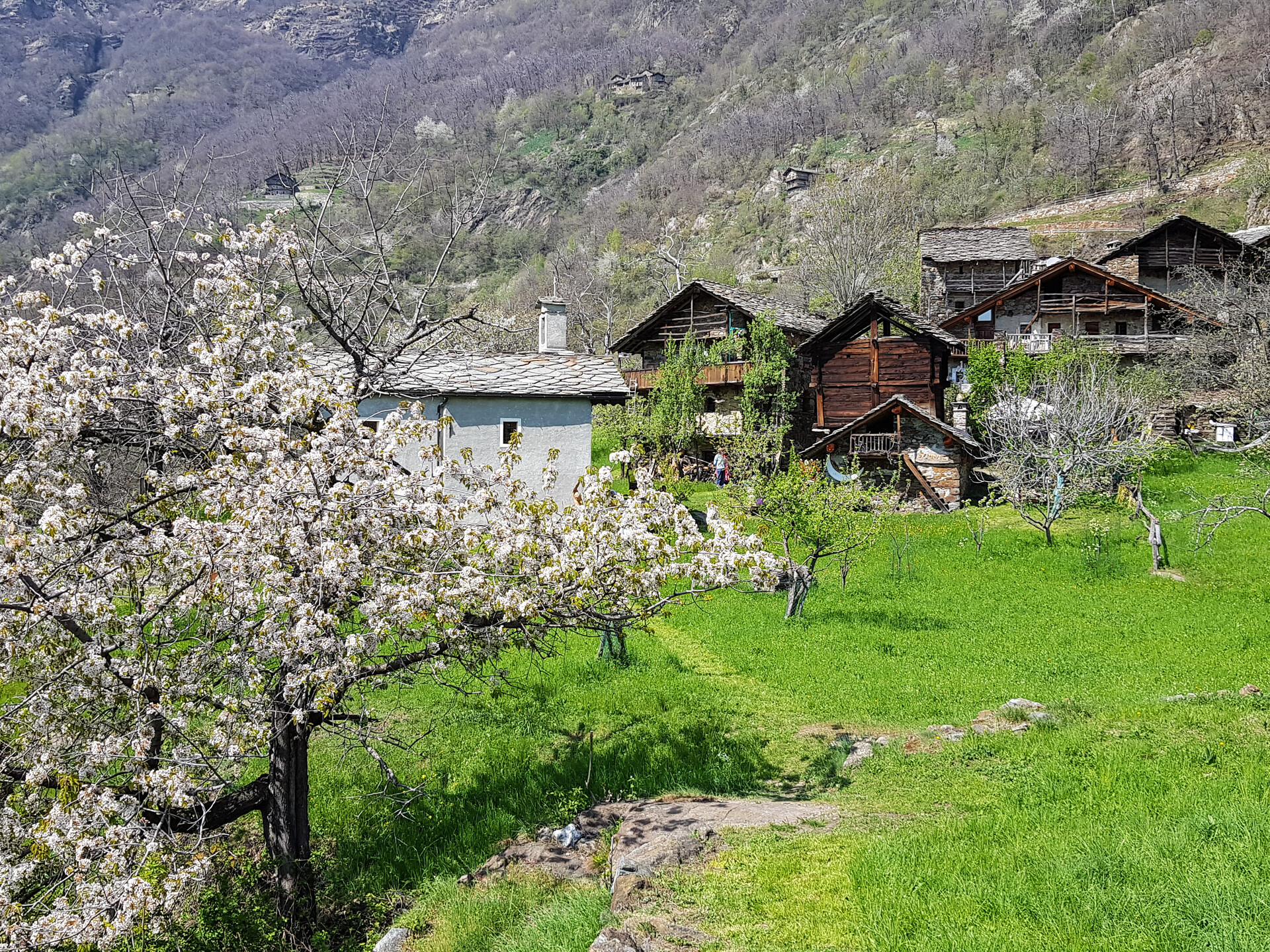 Chemp village