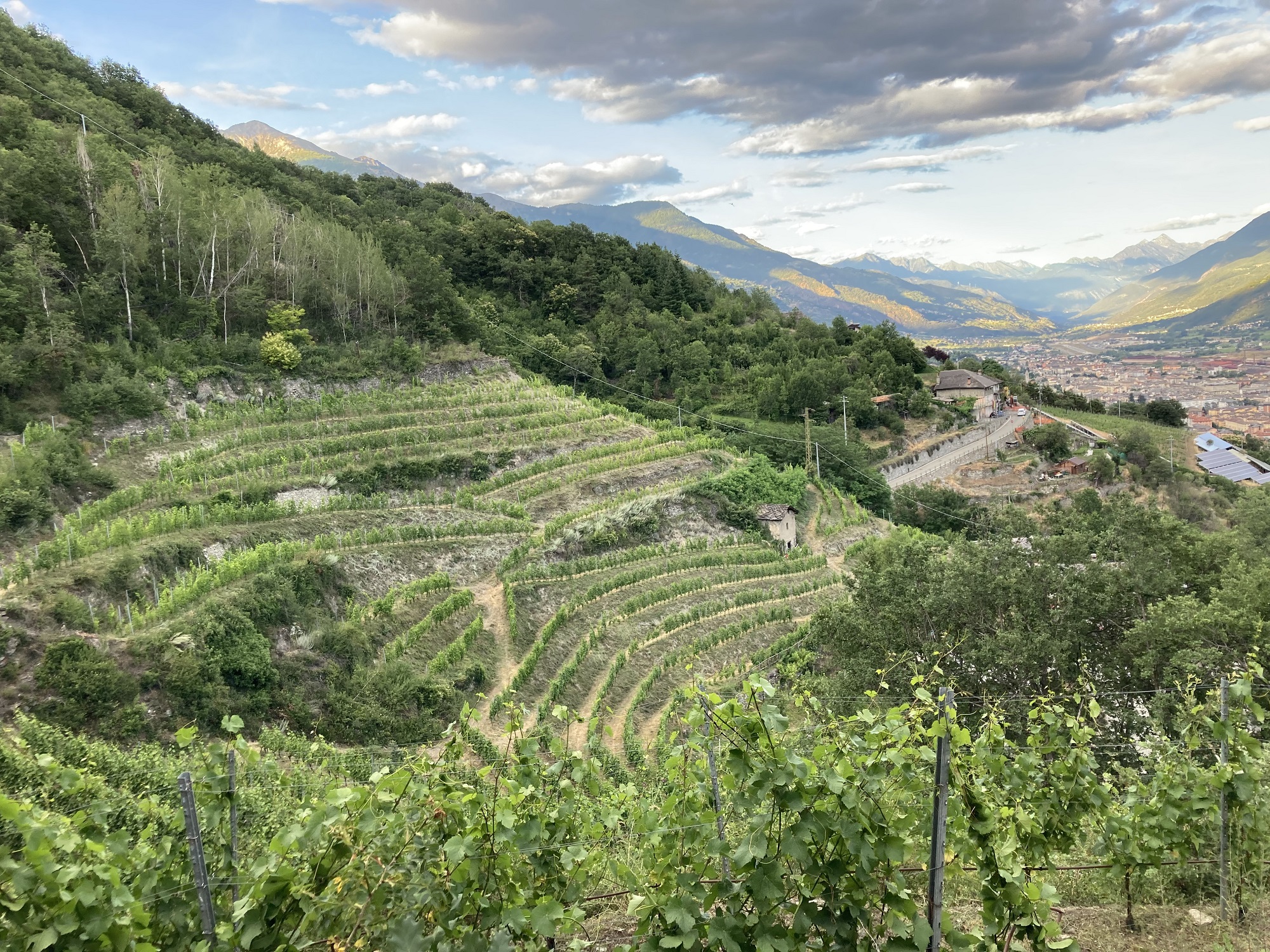 I vigneti