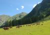 Mucche al pascolo nel vallone di Vertosan