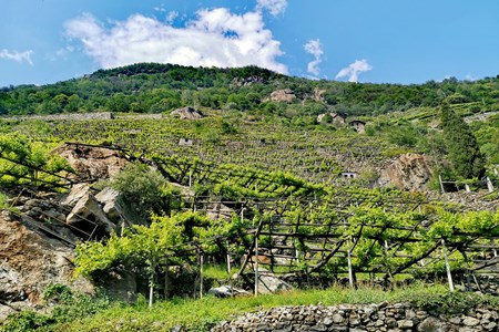 I vigneti