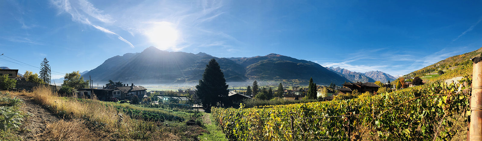 Die Weinberge
