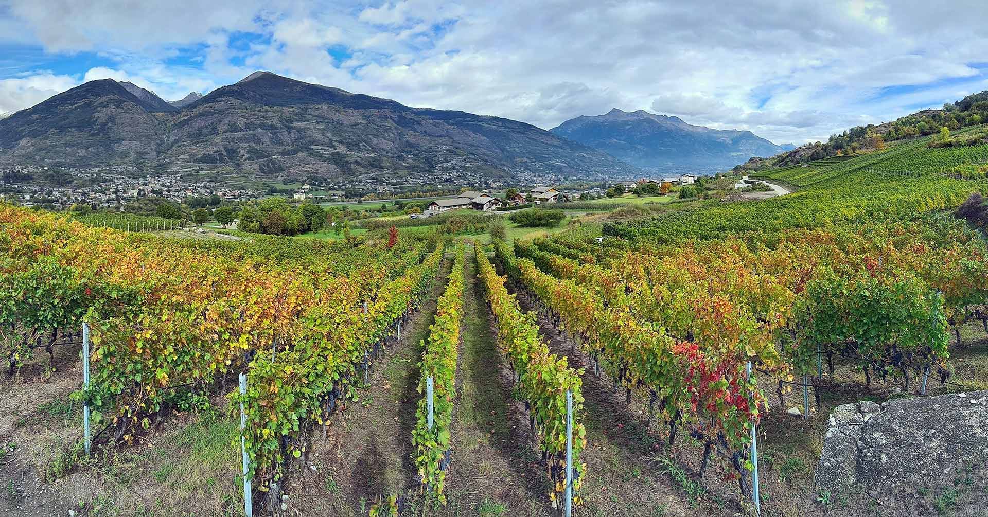 The vineyards