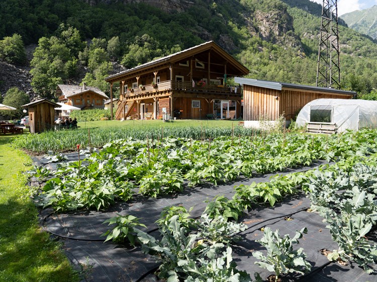 Vegetable gardens