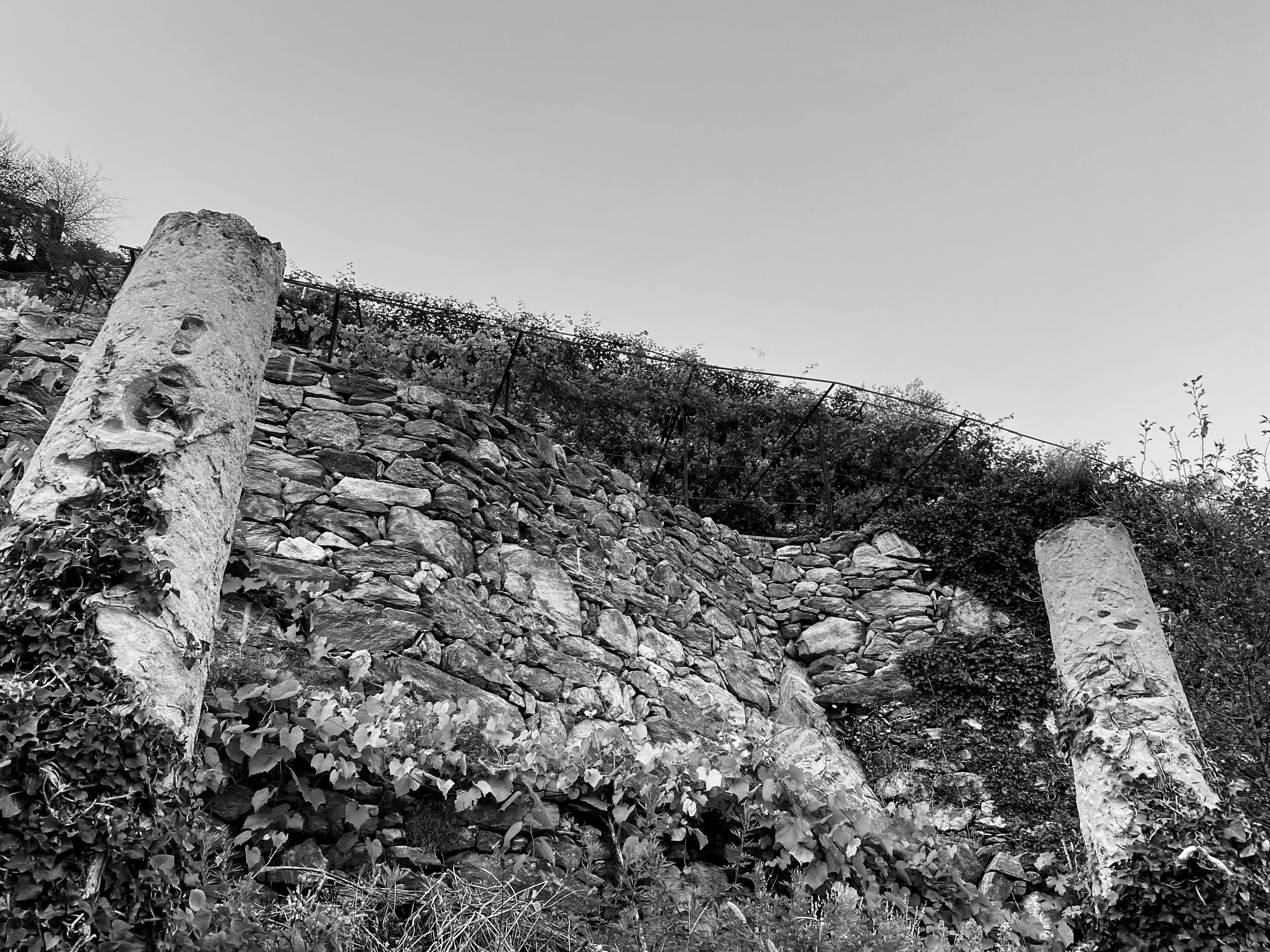 La vigna