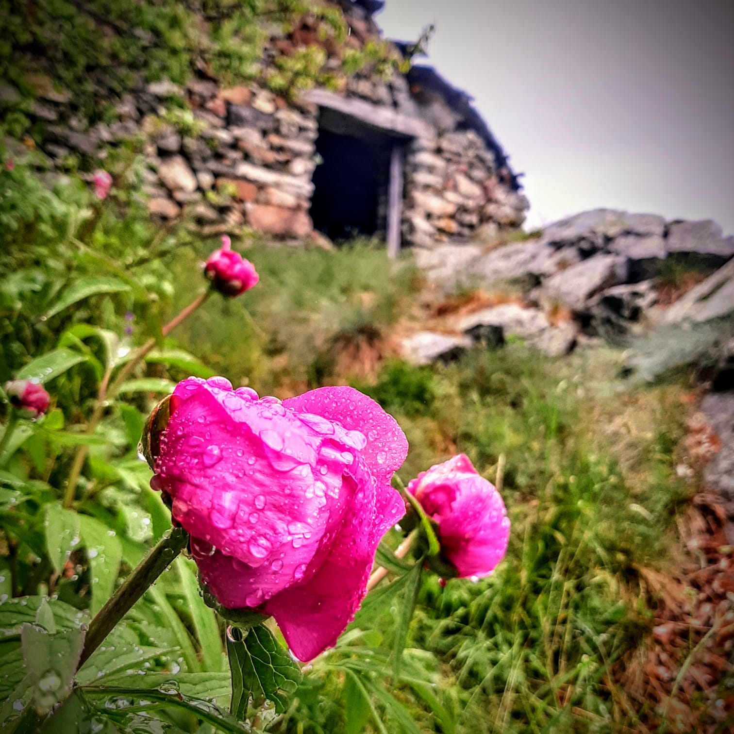 Peonia Officinalis