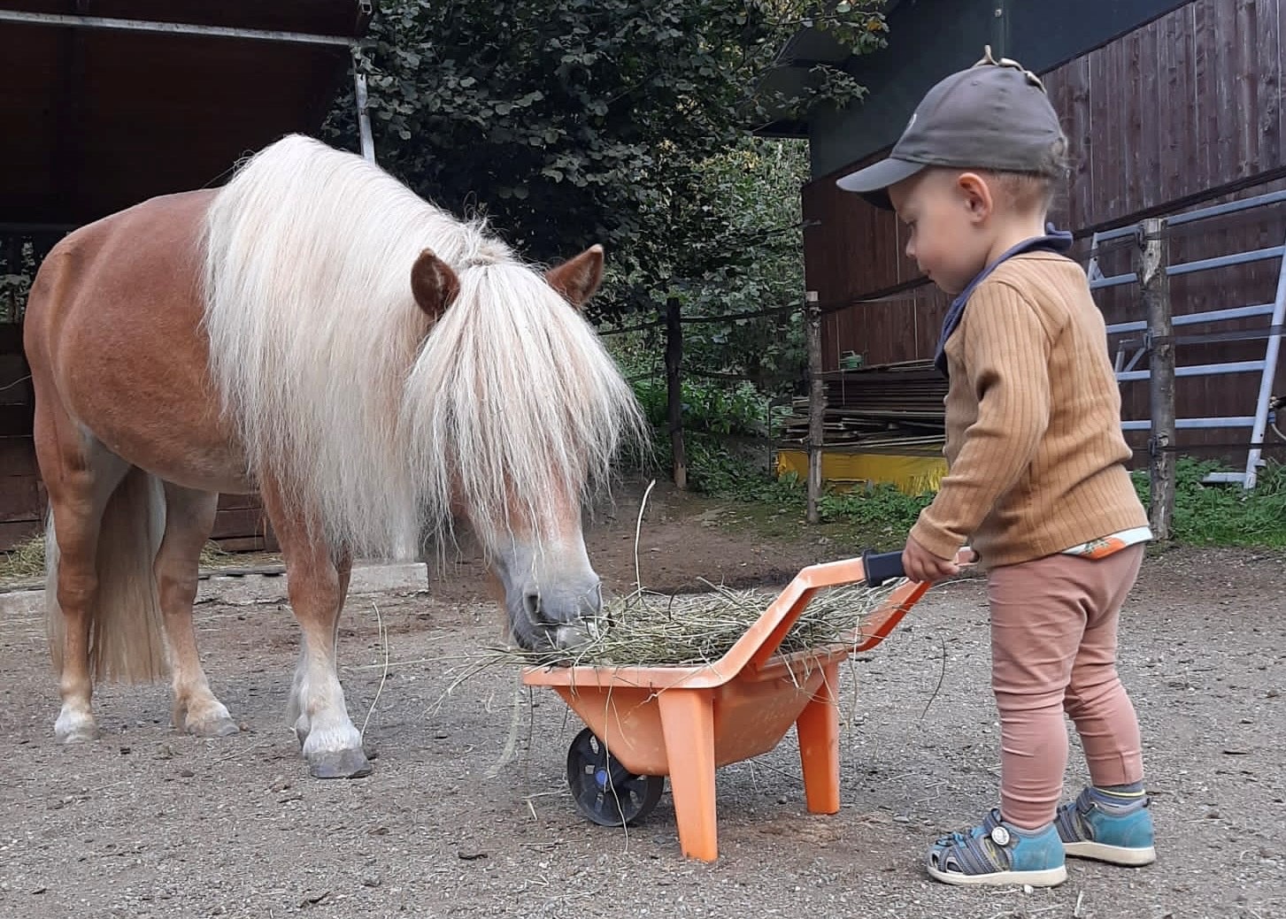Sveglia con i pony
