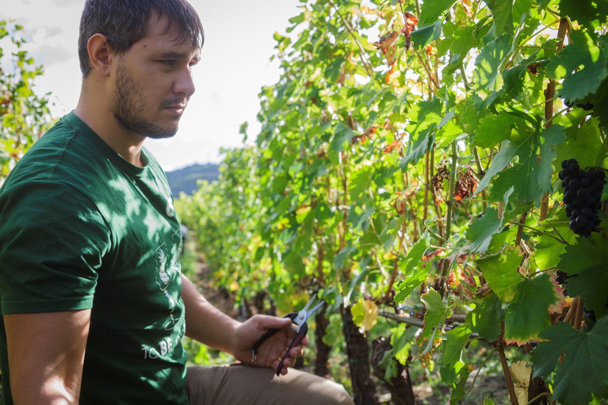 Working in the vineyard