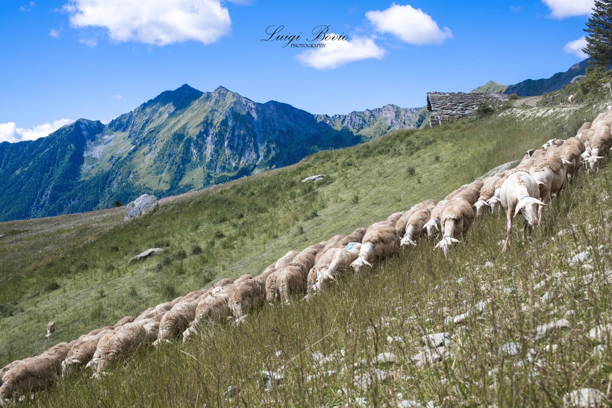 Grazing sheep