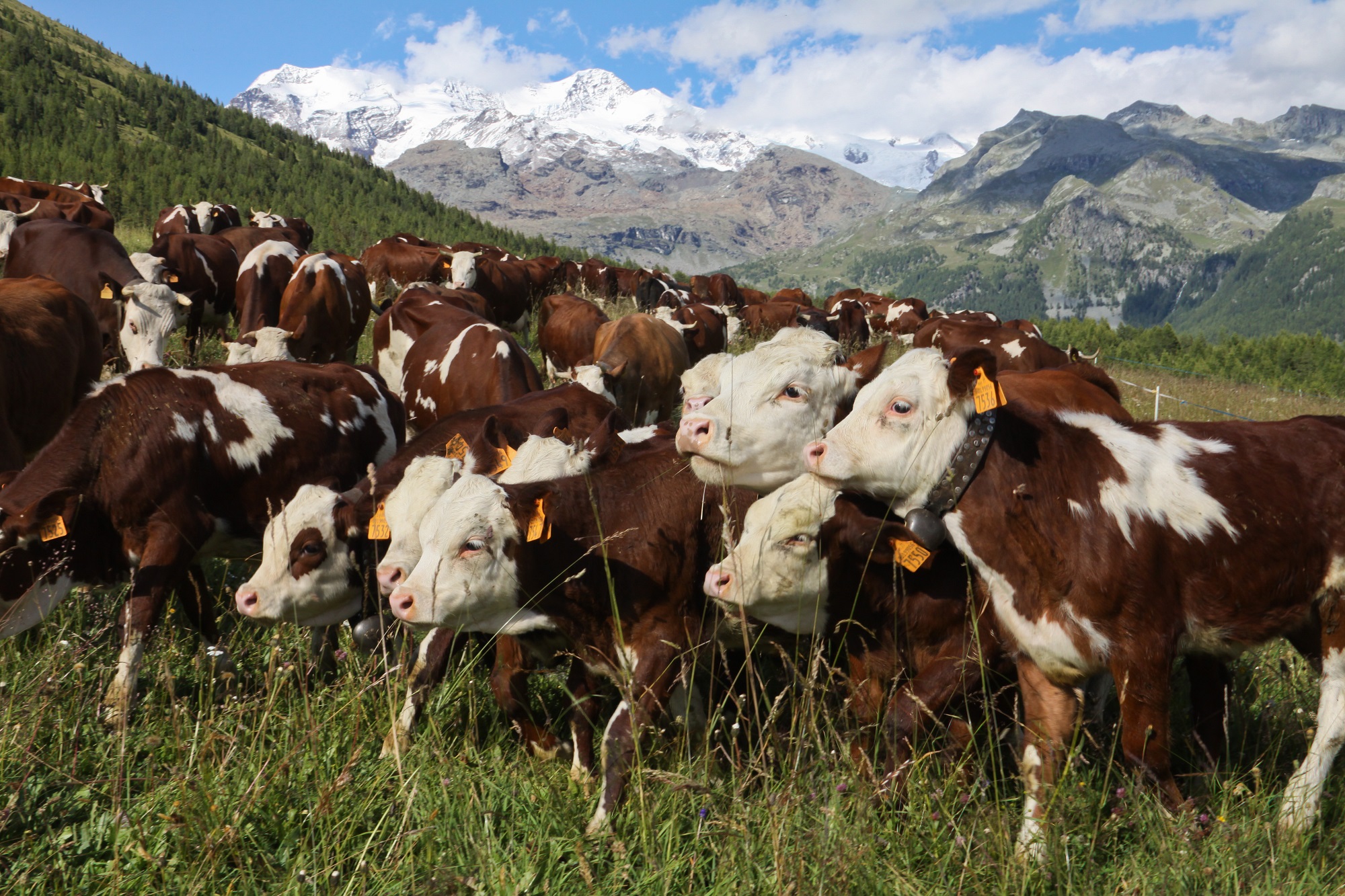 Grazing cows