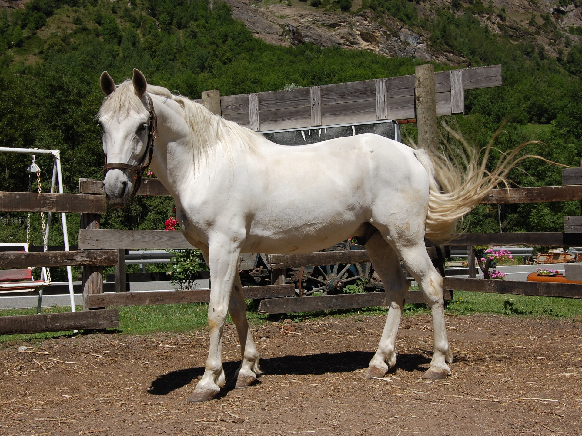 cavallo