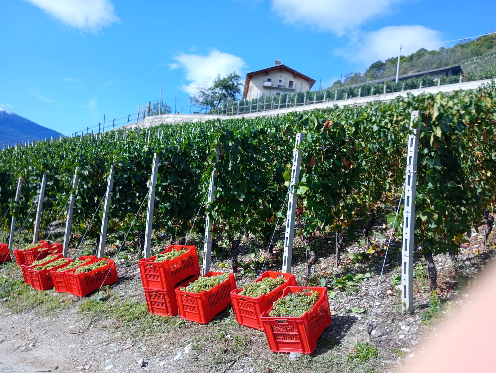 Vendemmia