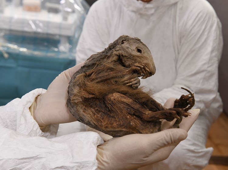 Marmotta del Lyskamm