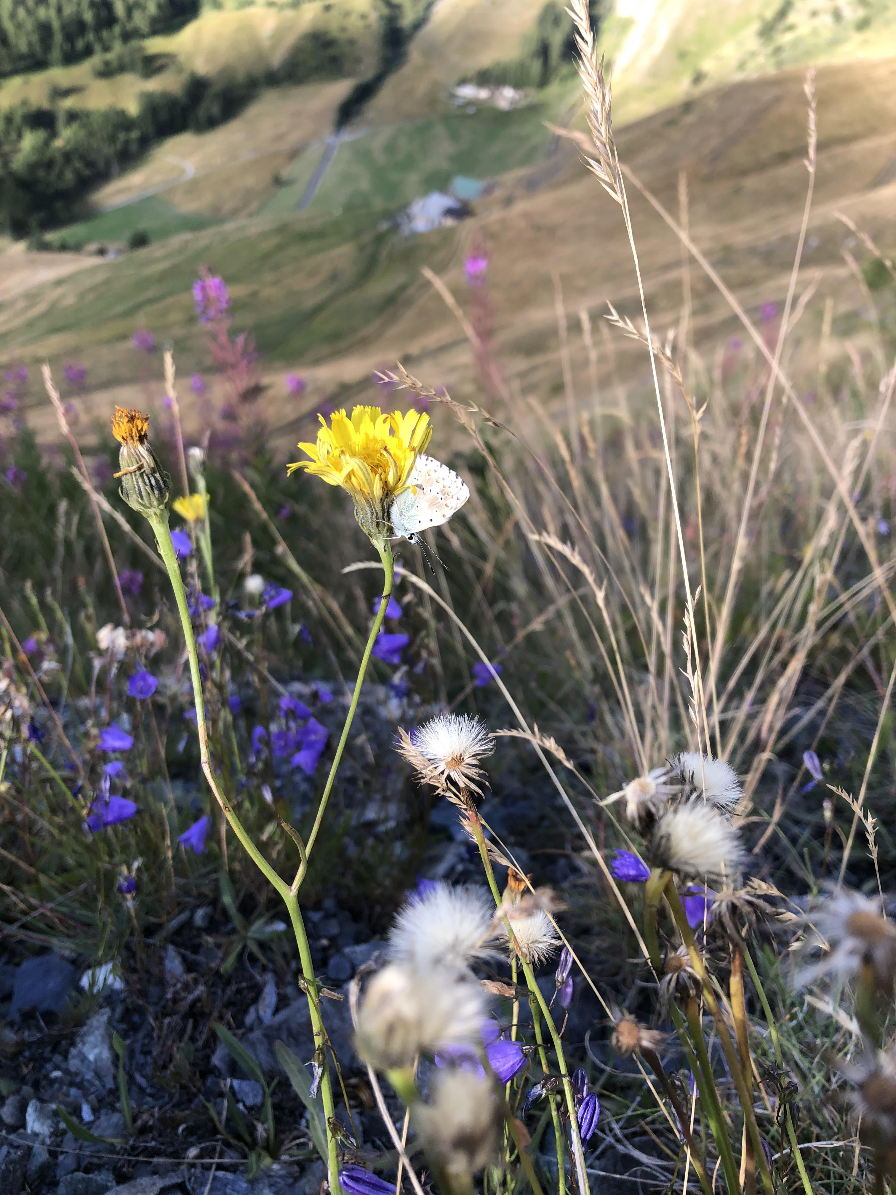 Fiori