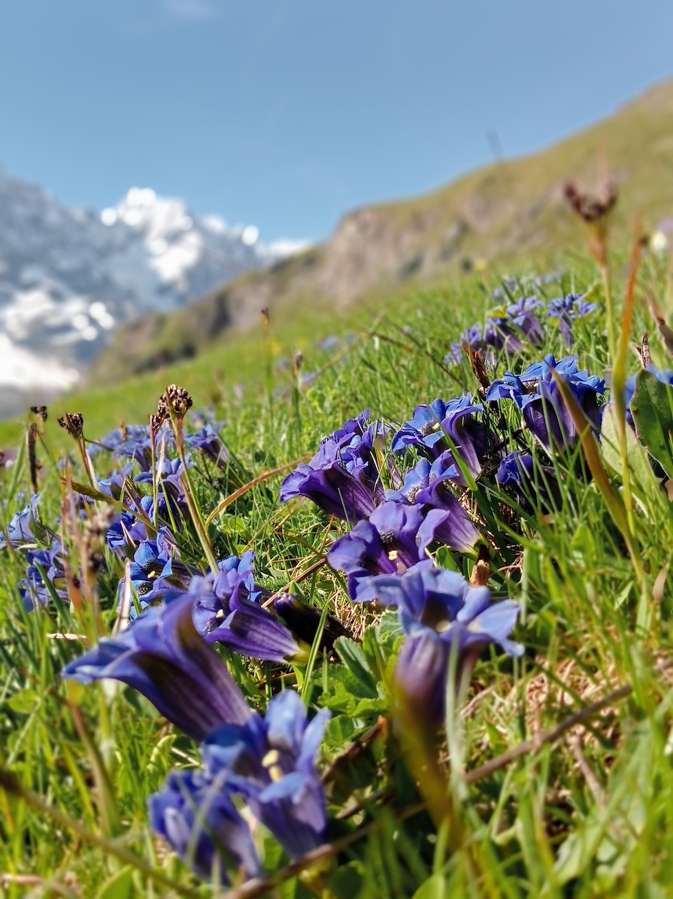 Erbe in campo