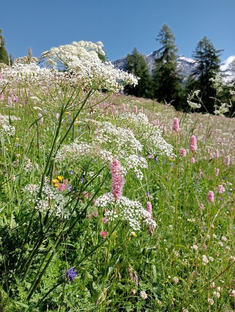 Erbe in campo