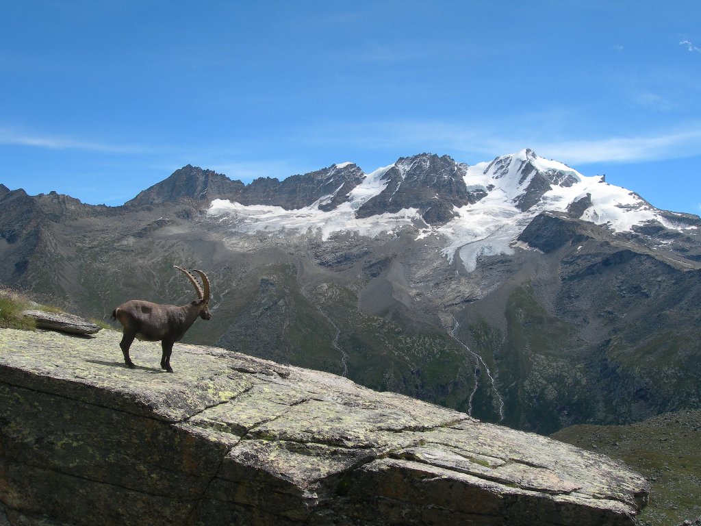 Stambecco e Gran Paradiso - Valsavarenche