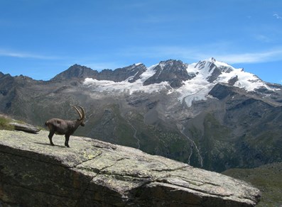 Stambecco e Gran Paradiso - Valsavarenche