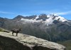 Stambecco e Gran Paradiso - Valsavarenche