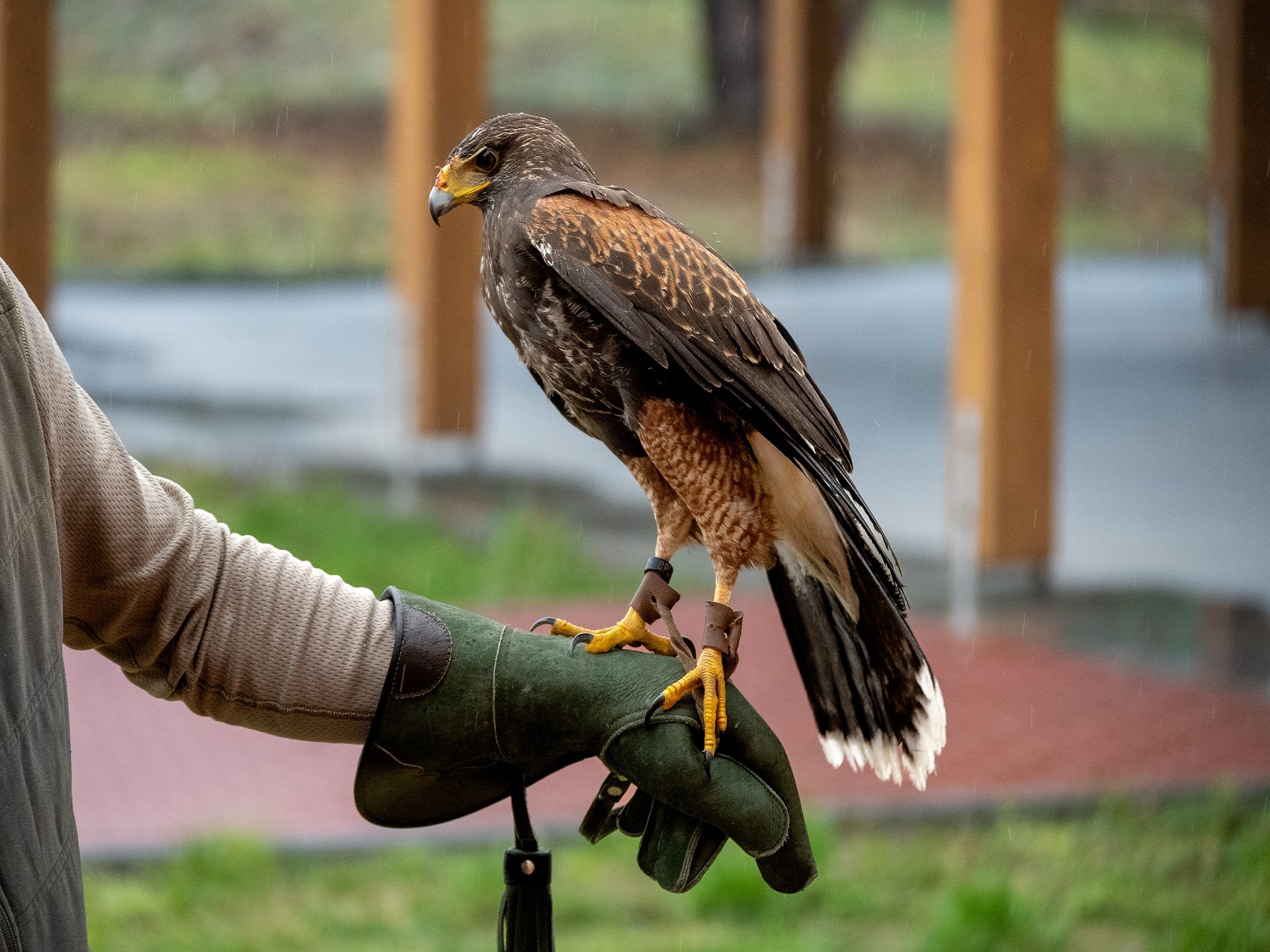falconeria