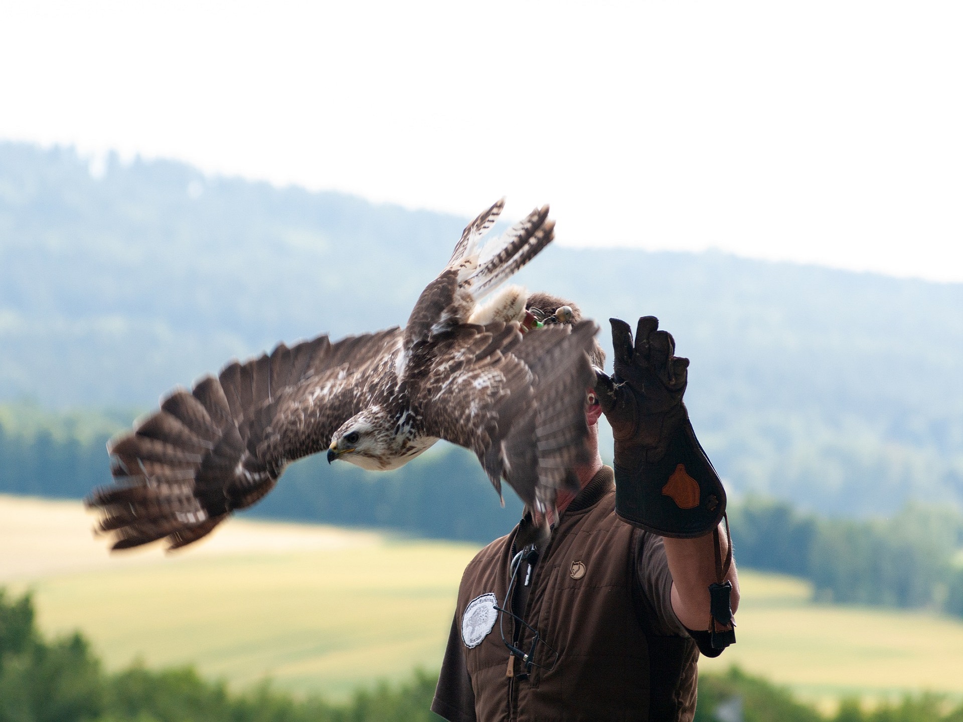 falconeria 2