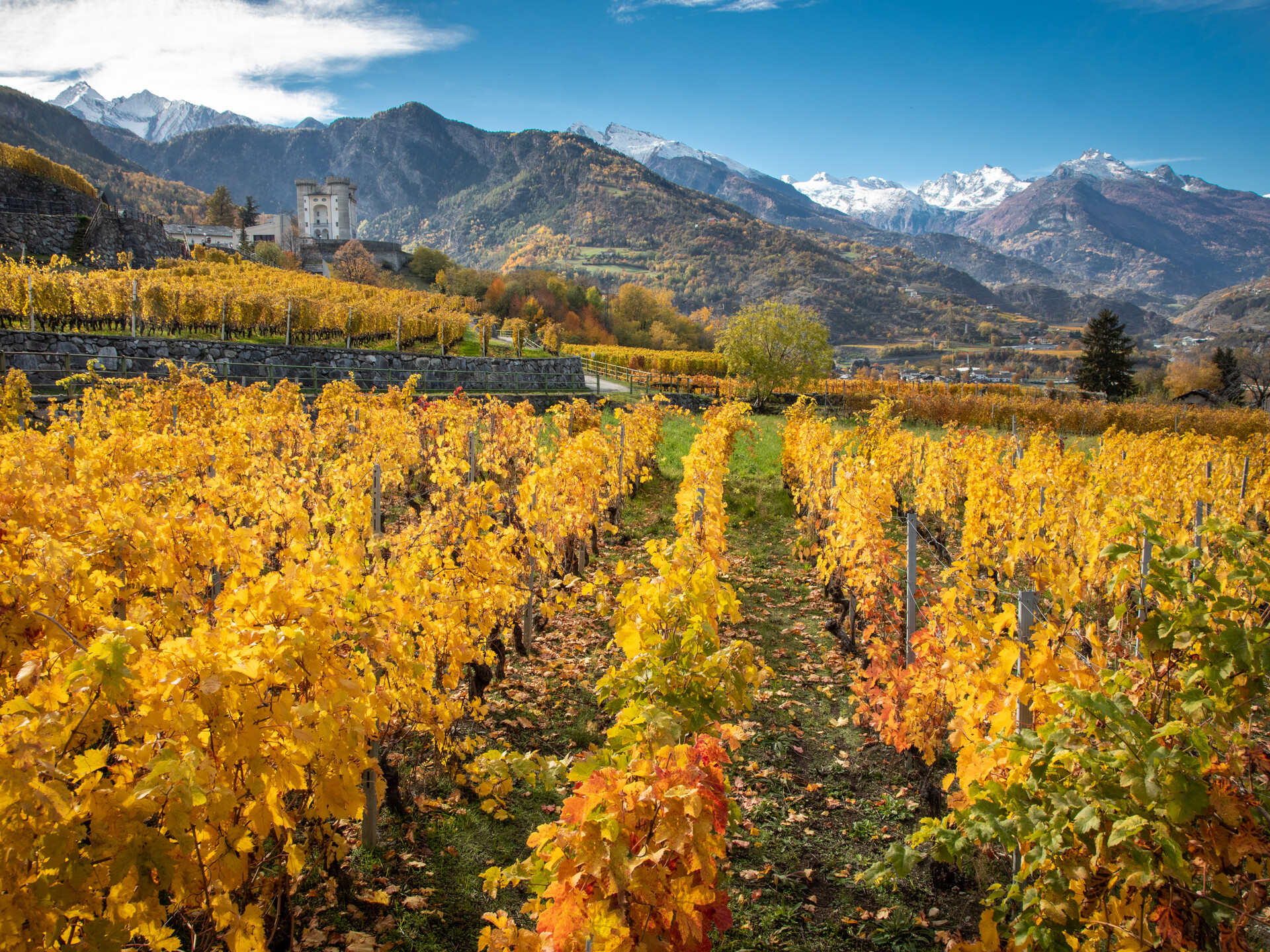 Vigneti e castello di Aymavilles 