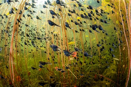 Shane Gross / Wildlife Photographer of the Year